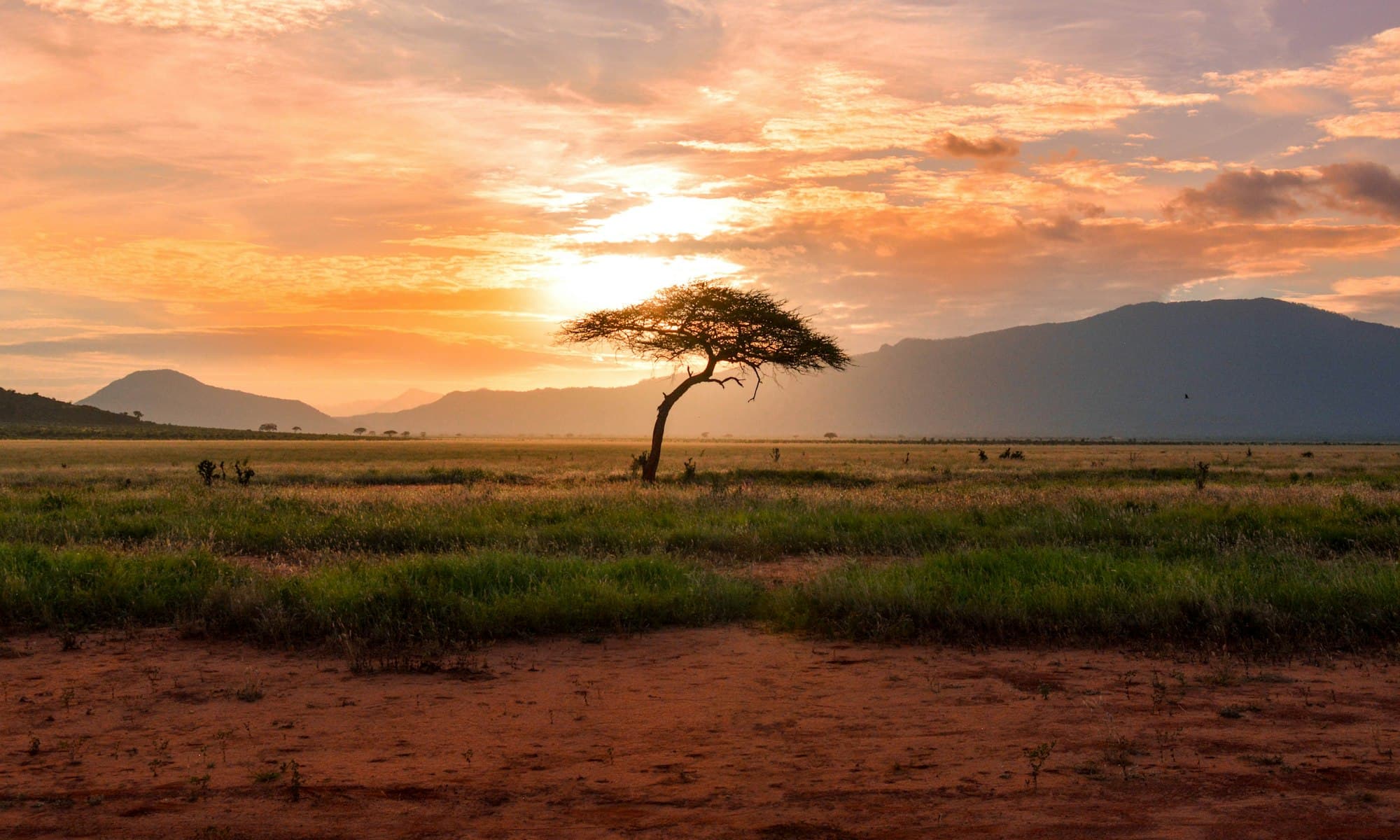 Acacia dans la savane africaine au coucher du soleil